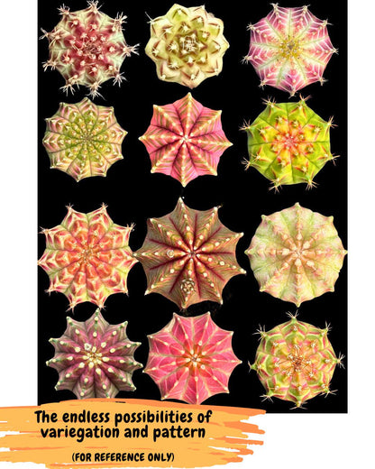 Gymnocalycium Neon (gy16) (4) | Variegated cactus