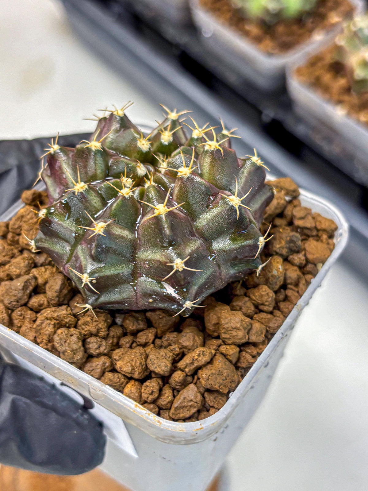 Gymnocalycium Neon (gy16) (2) | Variegated cactus