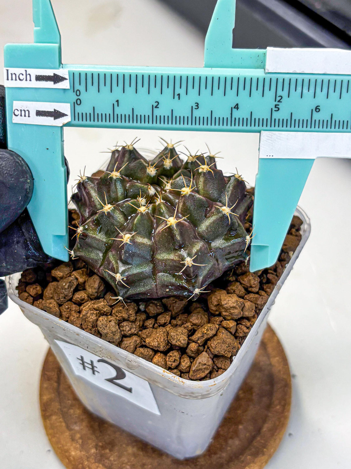 Gymnocalycium Neon (gy16) (2) | Variegated cactus
