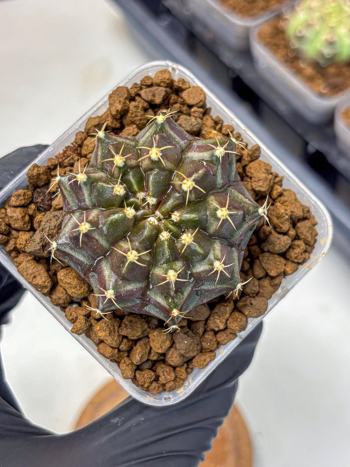 Gymnocalycium Neon (gy16) (2) | Variegated cactus