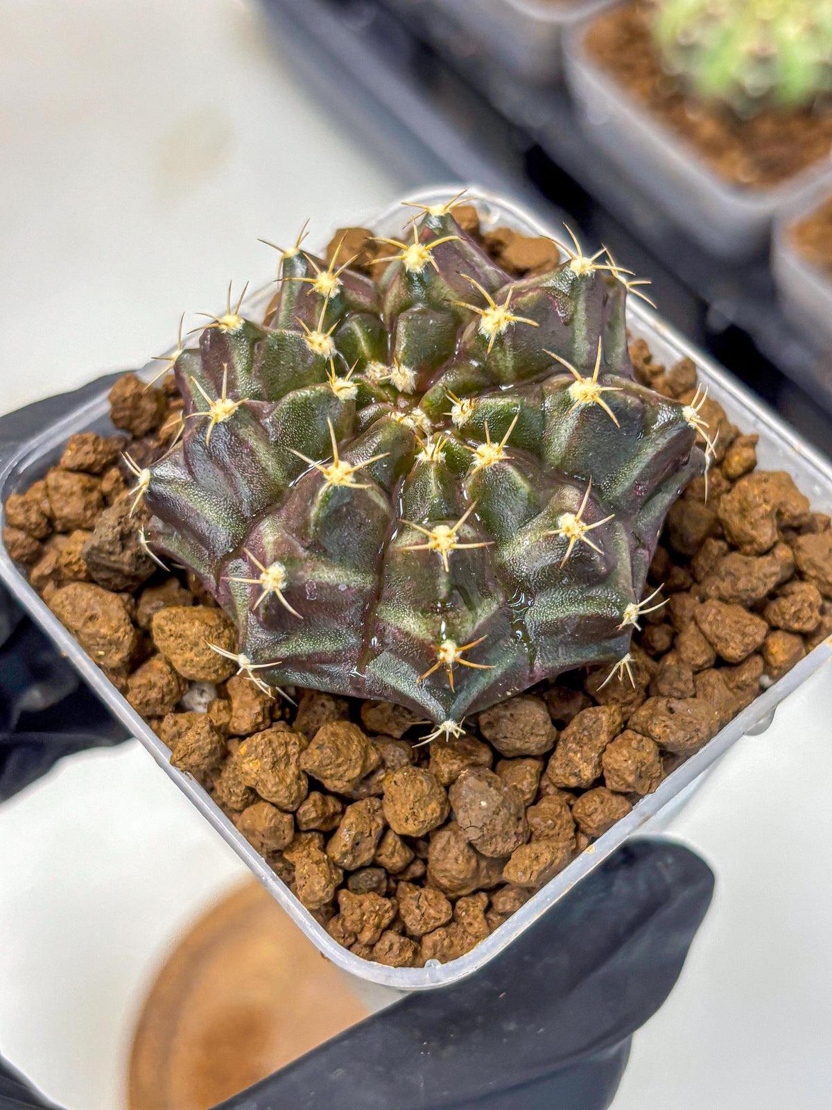 Gymnocalycium Neon (gy16) (2) | Variegated cactus