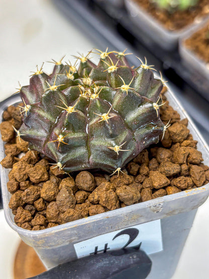 Gymnocalycium Neon (gy16) (2) | Variegated cactus