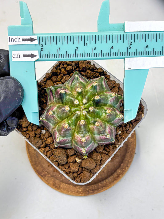Gymnocalycium Neon (gy16) (3) | Variegated cactus