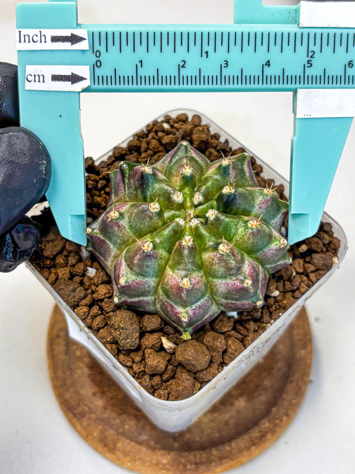 Gymnocalycium Neon (gy16) (3) | Variegated cactus