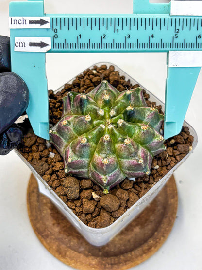 Gymnocalycium Neon (gy16) (3) | Variegated cactus