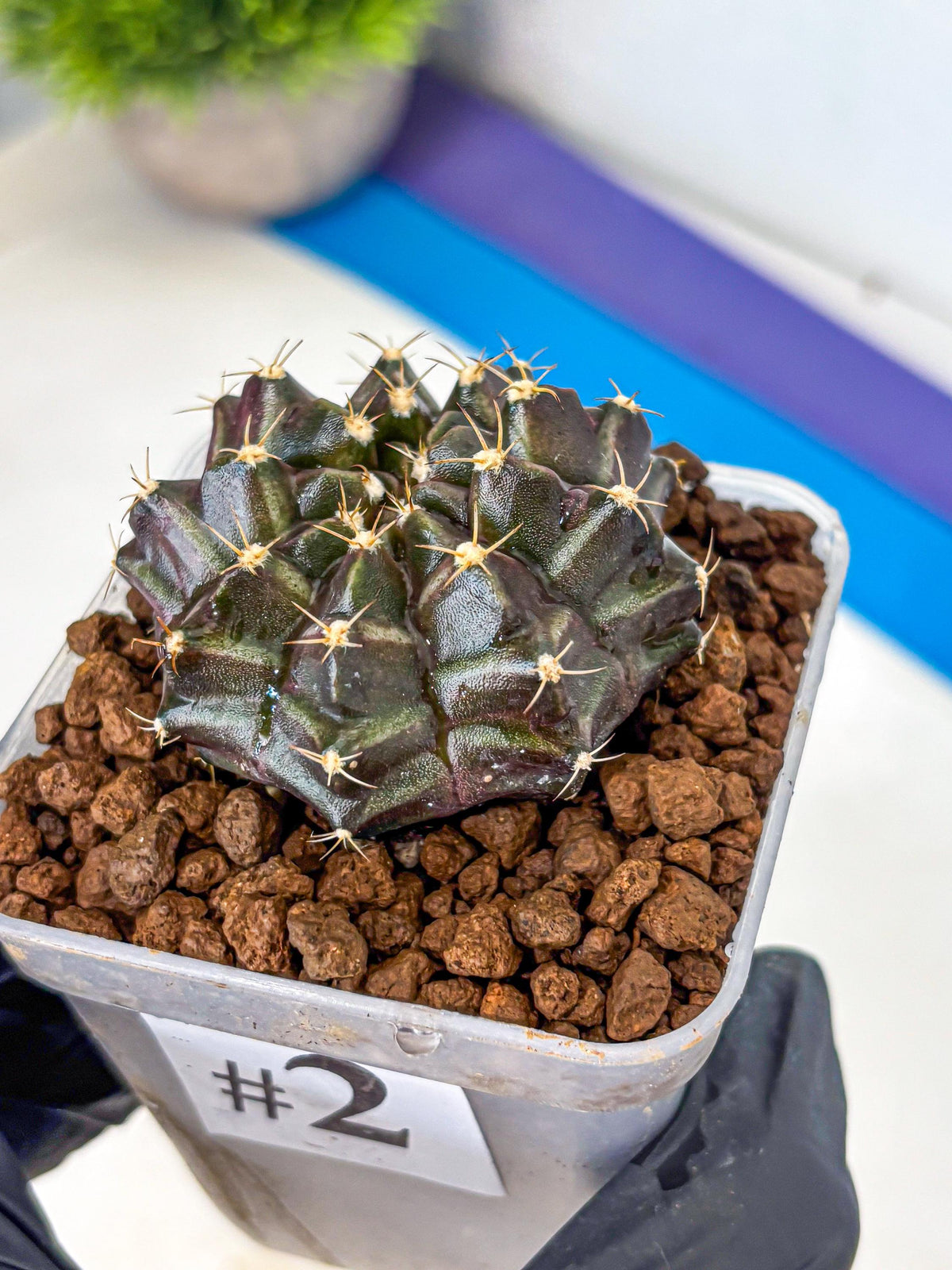 Gymnocalycium Neon (gy16) (2) | Variegated cactus