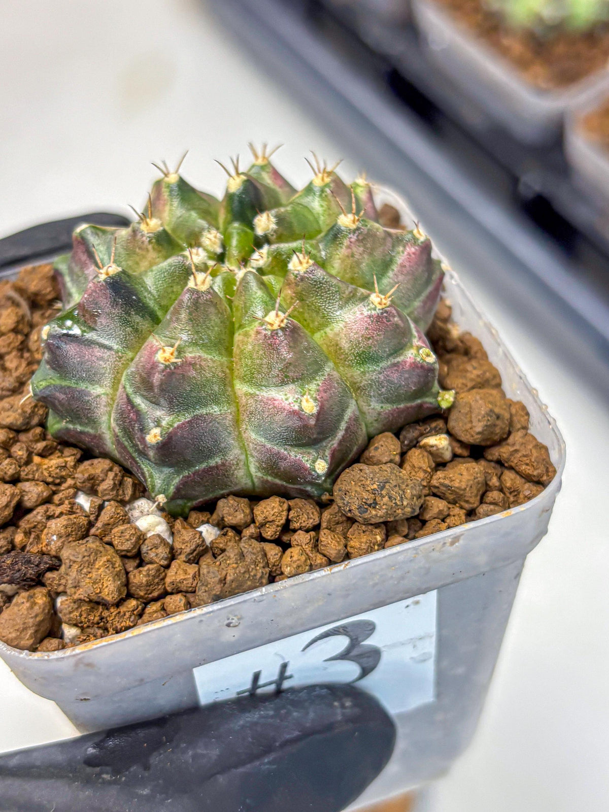 Gymnocalycium Neon (gy16) (3) | Variegated cactus