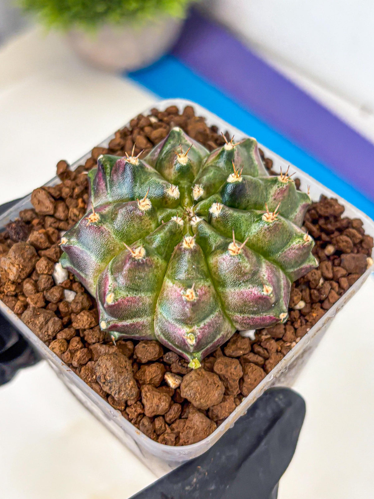 Gymnocalycium Neon (gy16) (3) | Variegated cactus