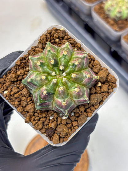 Gymnocalycium Neon (gy16) (3) | Variegated cactus