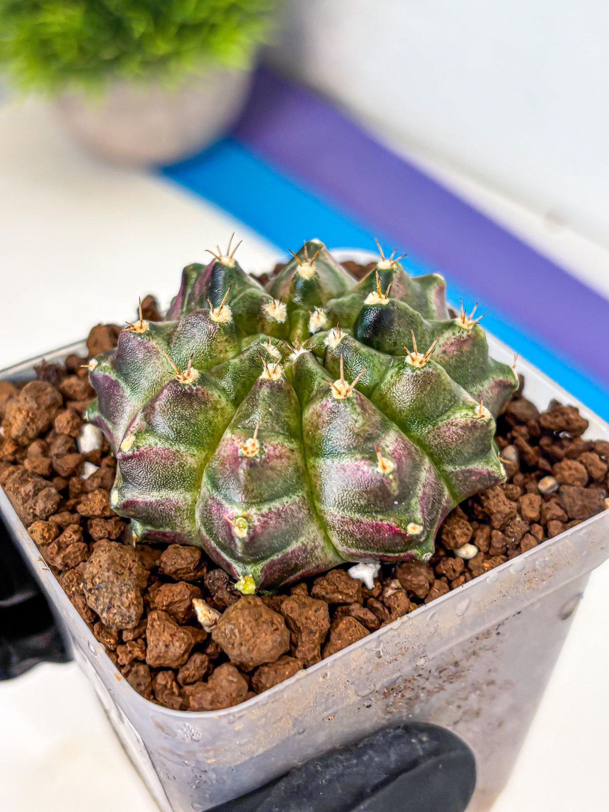 Gymnocalycium Neon (gy16) (3) | Variegated cactus
