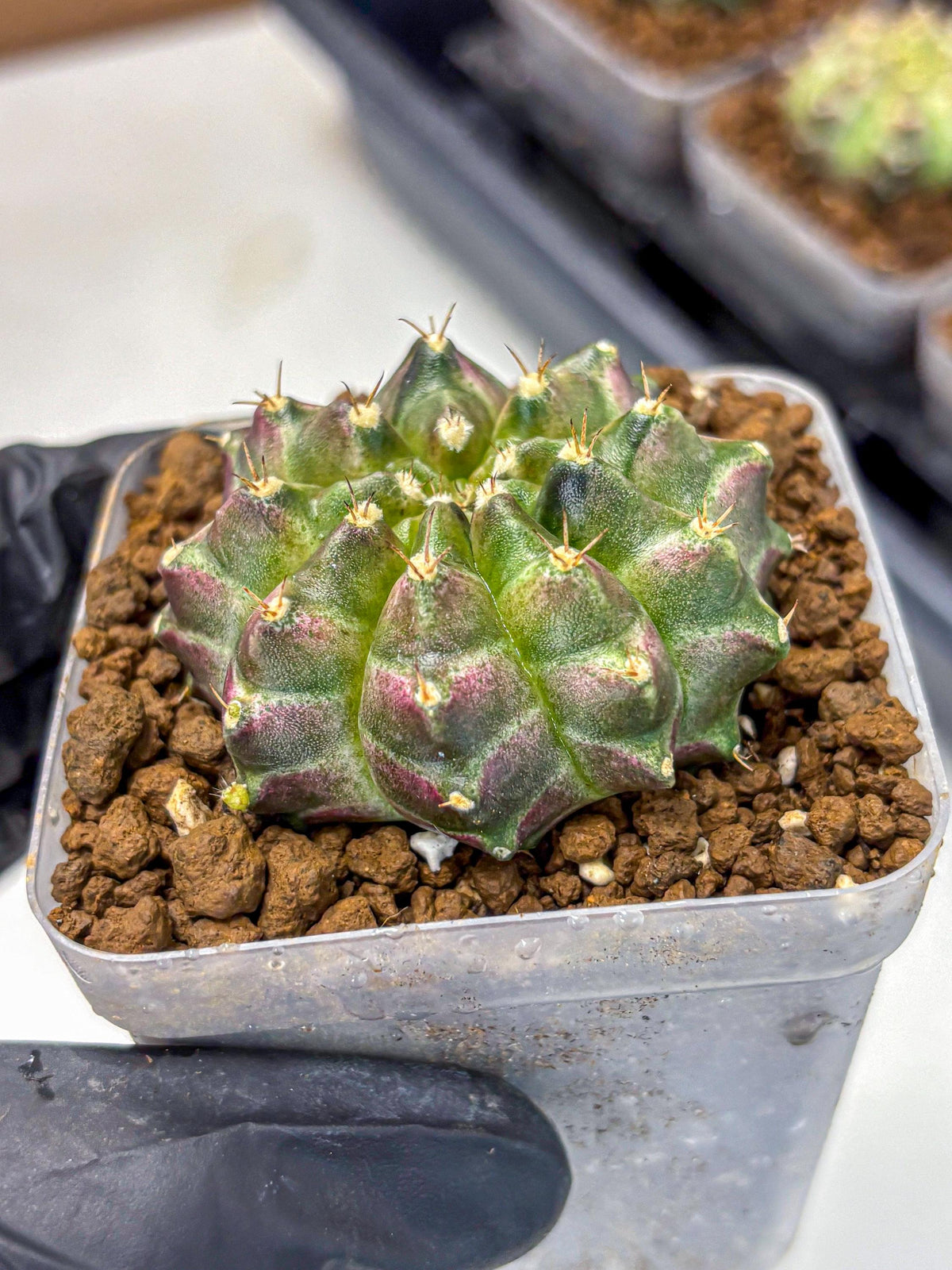 Gymnocalycium Neon (gy16) (3) | Variegated cactus