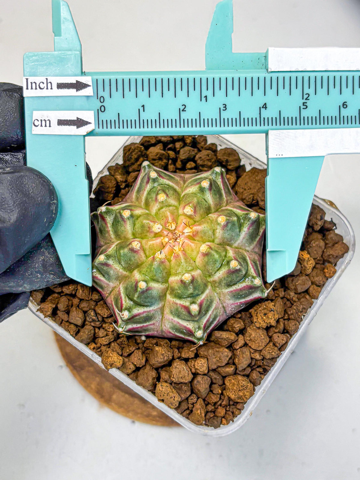 Gymnocalycium Neon (gy16) (4) | Variegated cactus