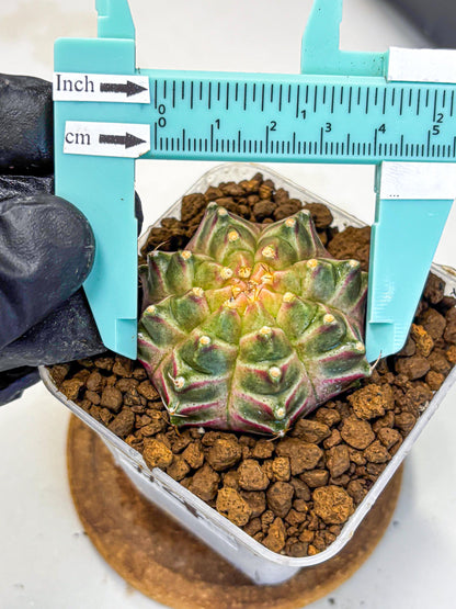 Gymnocalycium Neon (gy16) (4) | Variegated cactus