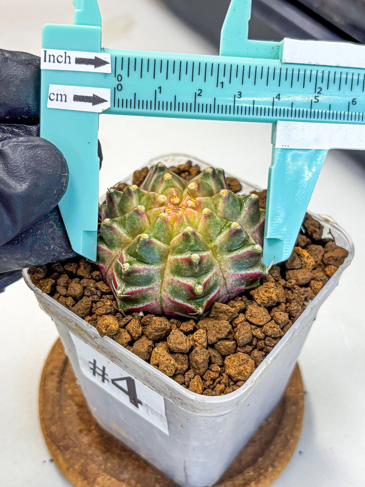 Gymnocalycium Neon (gy16) (4) | Variegated cactus
