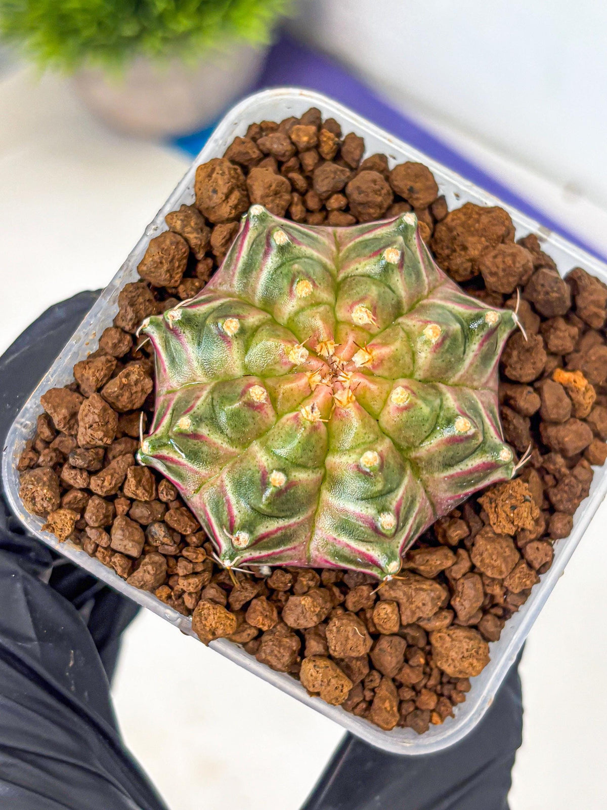 Gymnocalycium Neon (gy16) (4) | Variegated cactus
