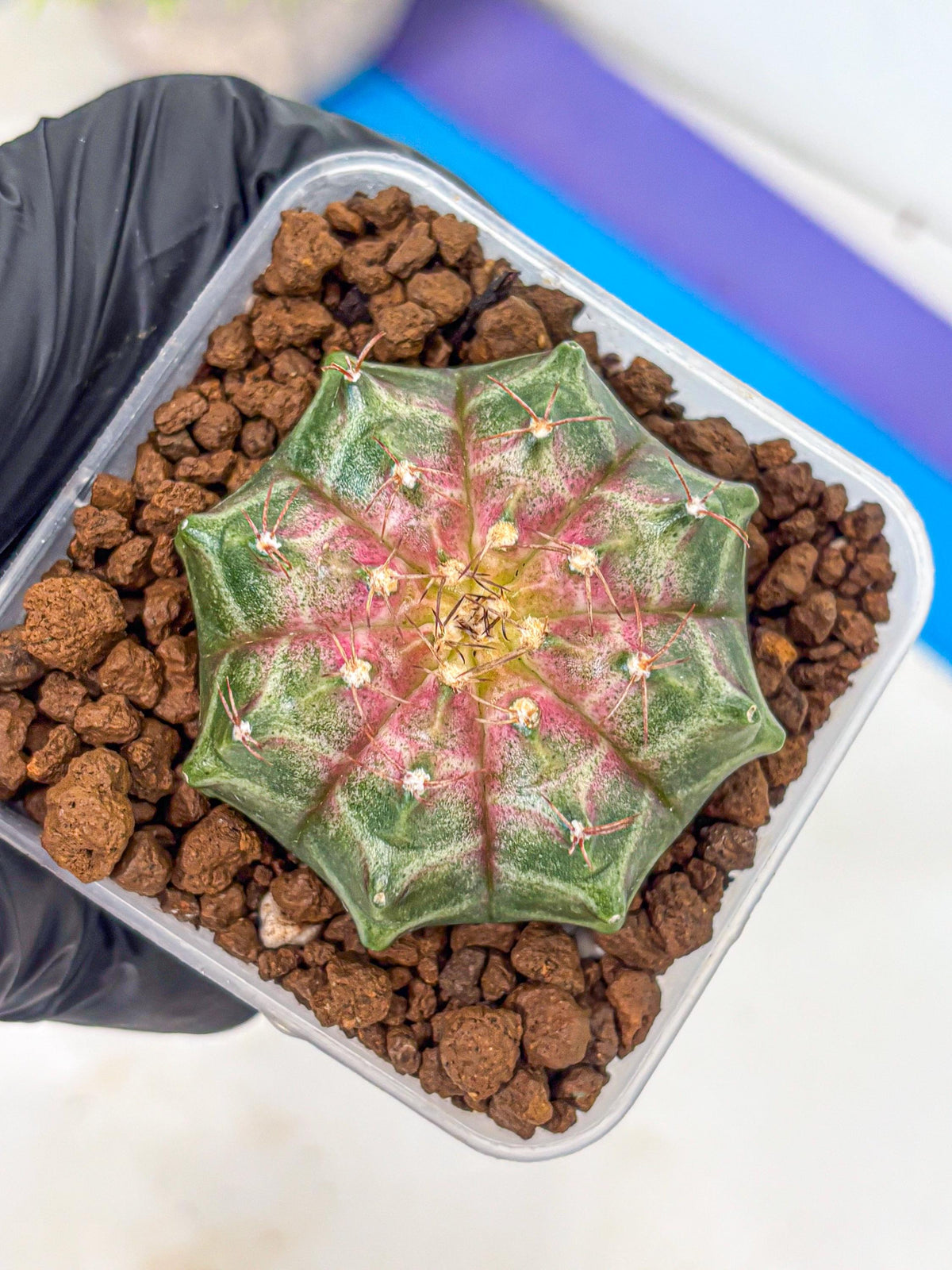 Gymnocalycium Neon (gy16) (7) | Variegated cactus