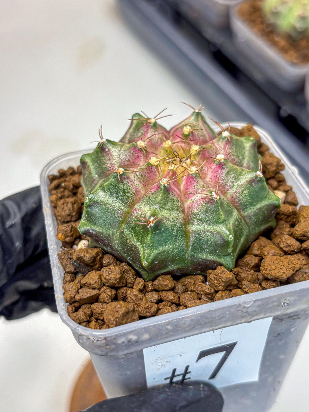 Gymnocalycium Neon (gy16) (7) | Variegated cactus
