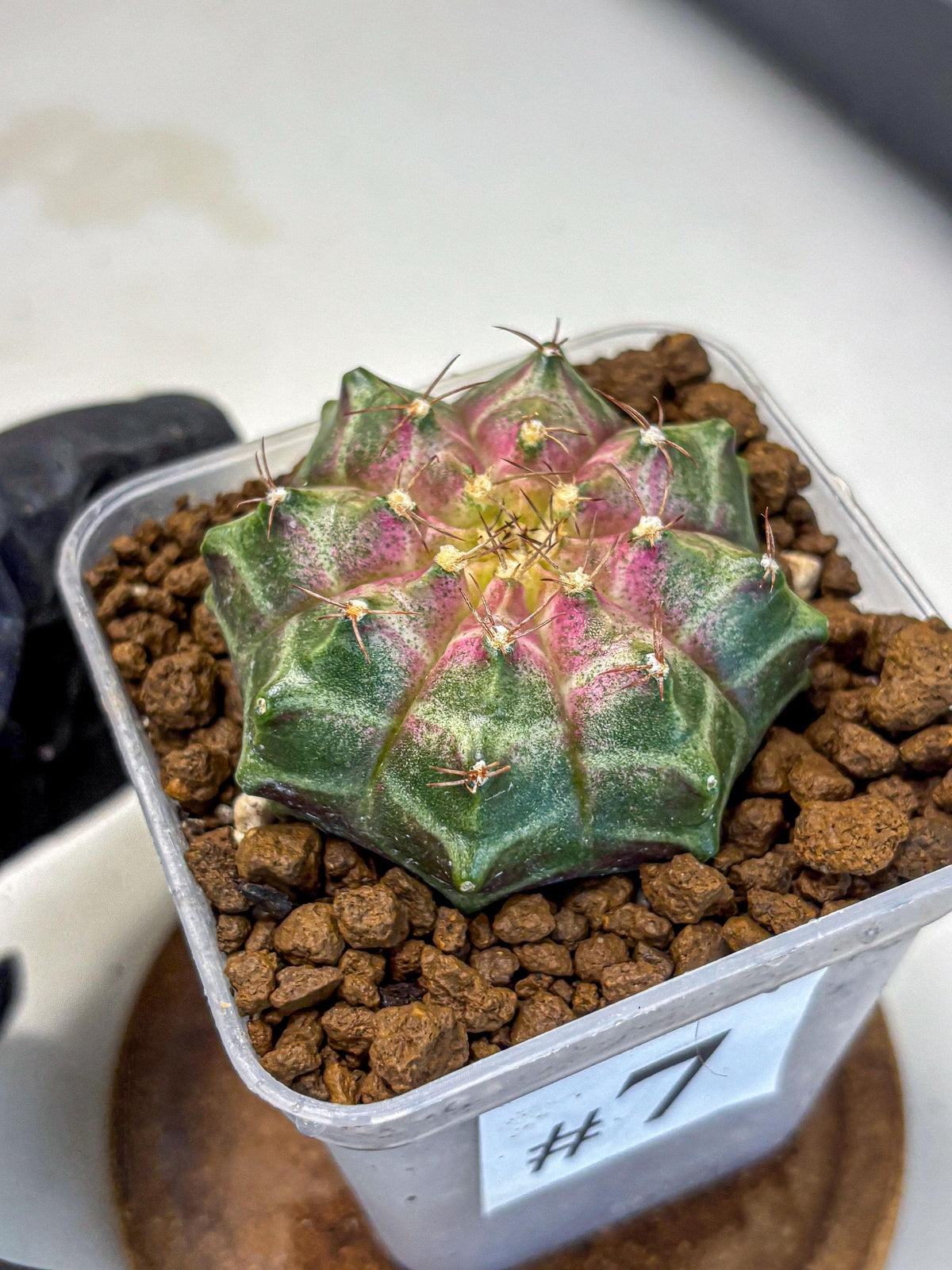 Gymnocalycium Neon (gy16) (7) | Variegated cactus