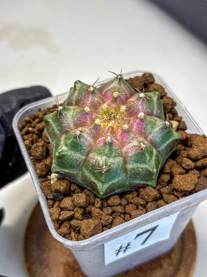 Gymnocalycium Neon (gy16) (7) | Variegated cactus