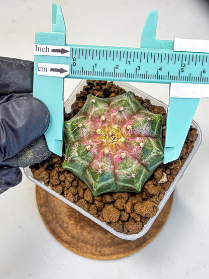 Gymnocalycium Neon (gy16) (7) | Variegated cactus