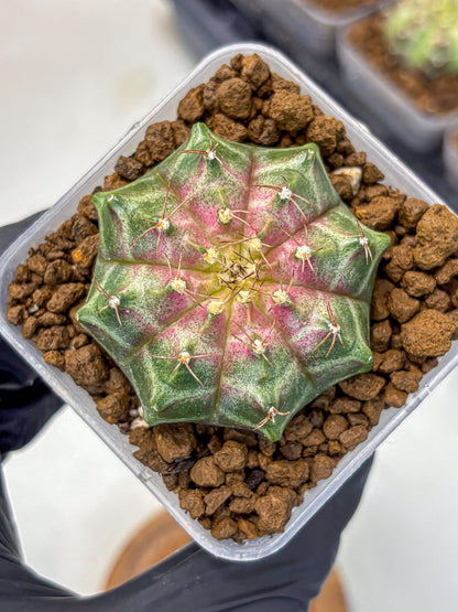 Gymnocalycium Neon (gy16) (7) | Variegated cactus