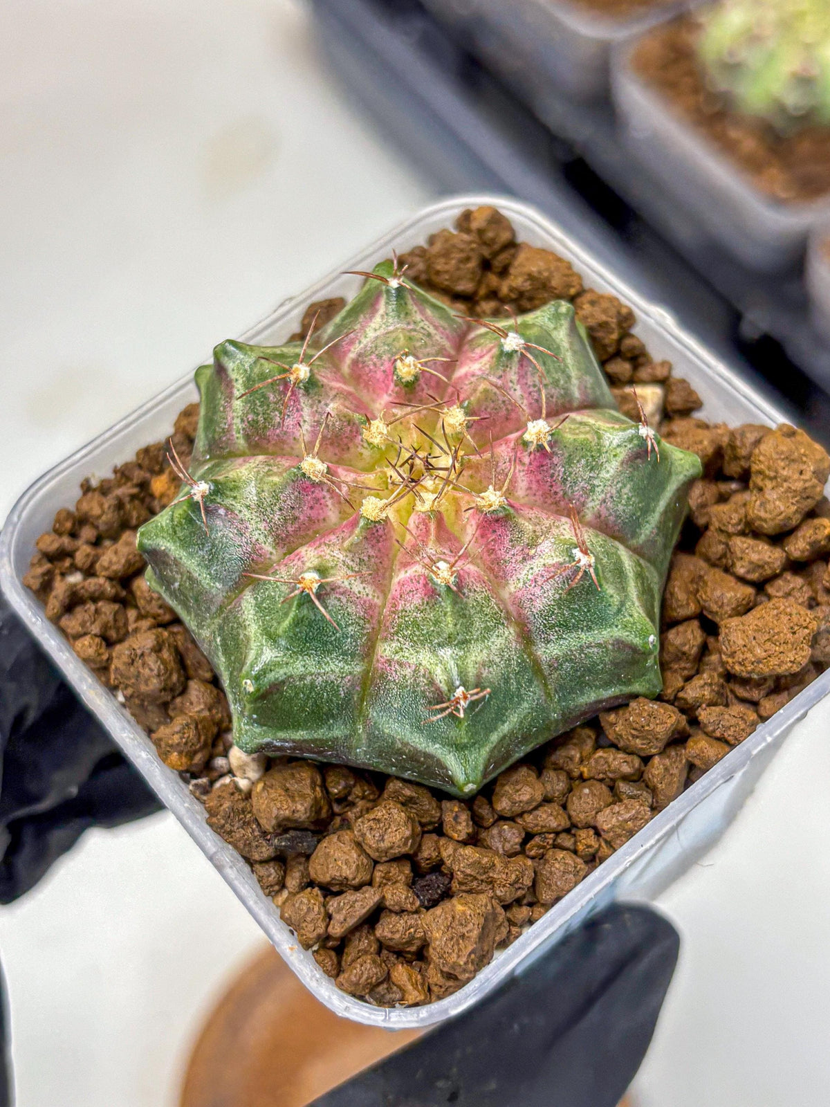 Gymnocalycium Neon (gy16) (7) | Variegated cactus