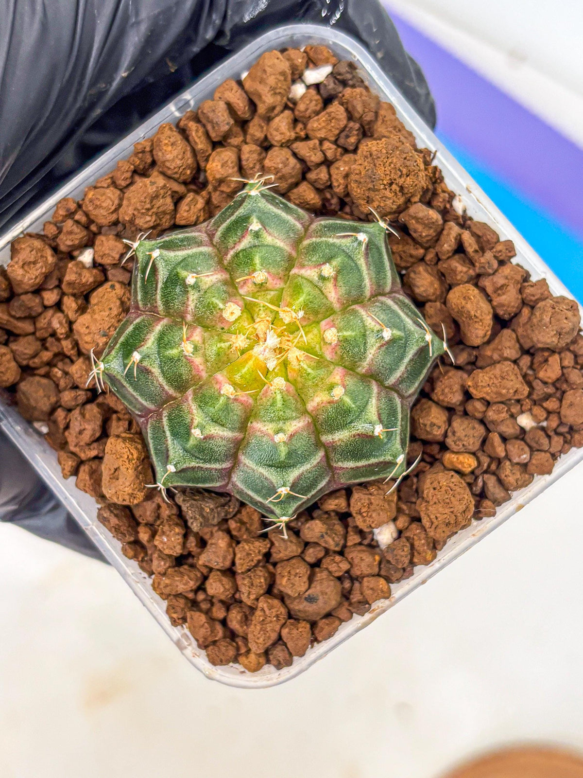 Gymnocalycium Neon (gy16) (9) | Variegated cactus