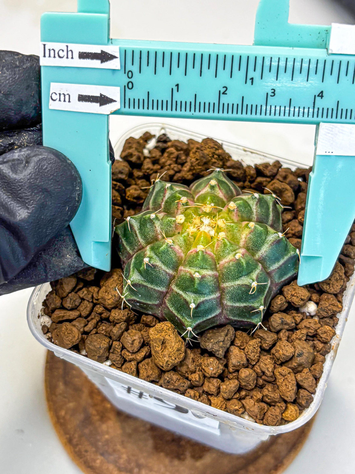 Gymnocalycium Neon (gy16) (9) | Variegated cactus