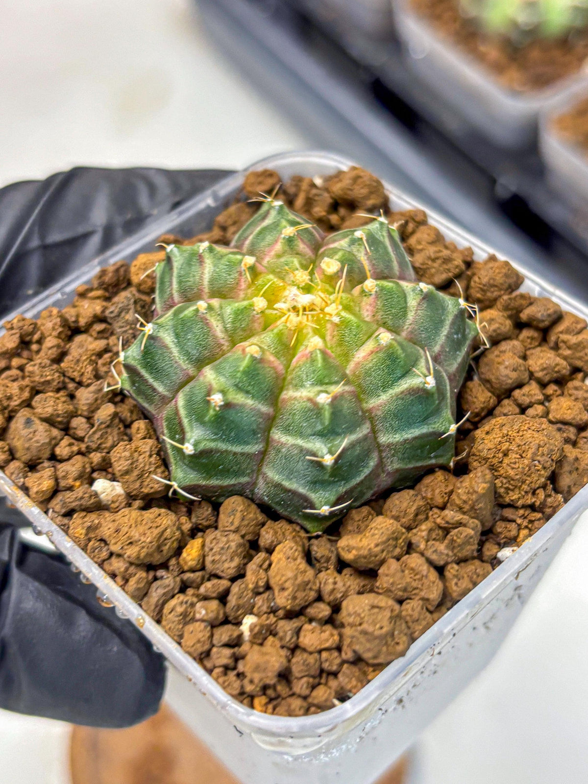 Gymnocalycium Neon (gy16) (9) | Variegated cactus