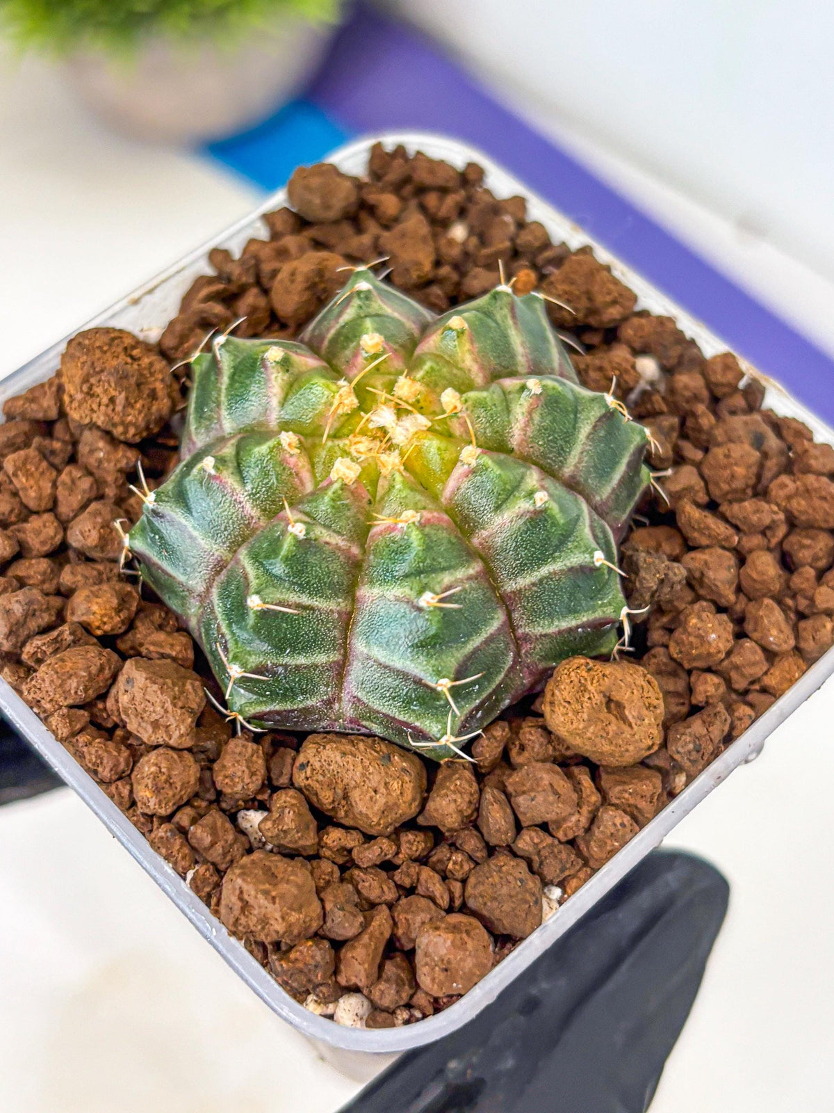 Gymnocalycium Neon (gy16) (9) | Variegated cactus