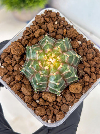 Gymnocalycium Neon (gy16) (9) | Variegated cactus