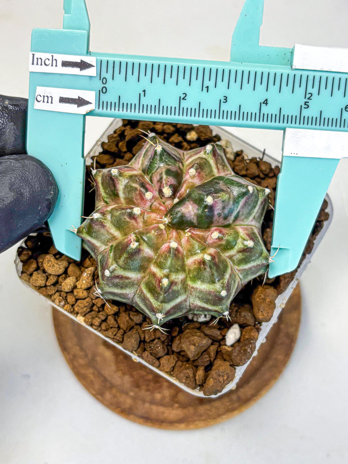 Gymnocalycium Neon (gy16) (10) | Variegated cactus