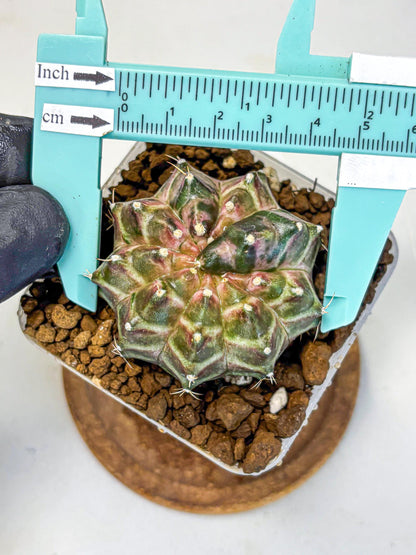 Gymnocalycium Neon (gy16) (10) | Variegated cactus