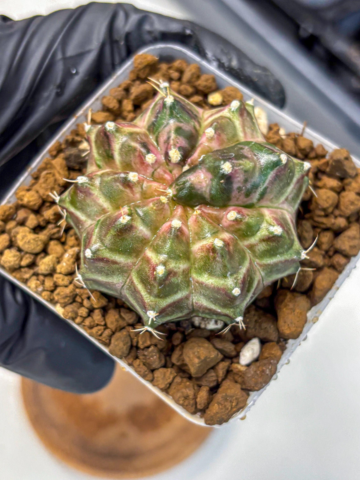 Gymnocalycium Neon (gy16) (10) | Variegated cactus