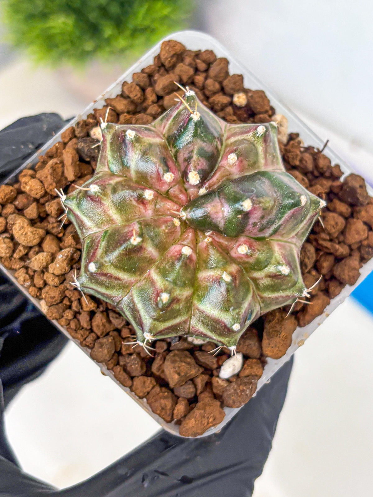 Gymnocalycium Neon (gy16) (10) | Variegated cactus
