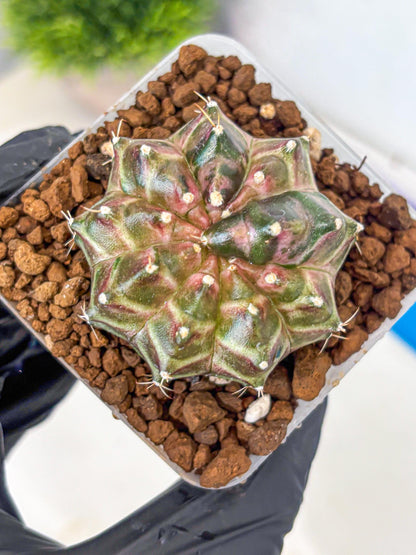 Gymnocalycium Neon (gy16) (10) | Variegated cactus