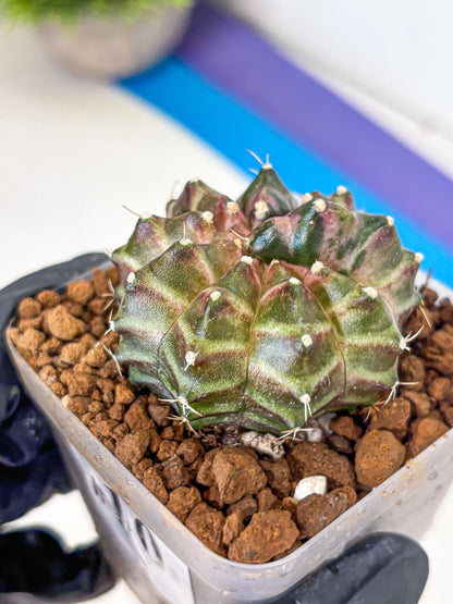Gymnocalycium Neon (gy16) (10) | Variegated cactus