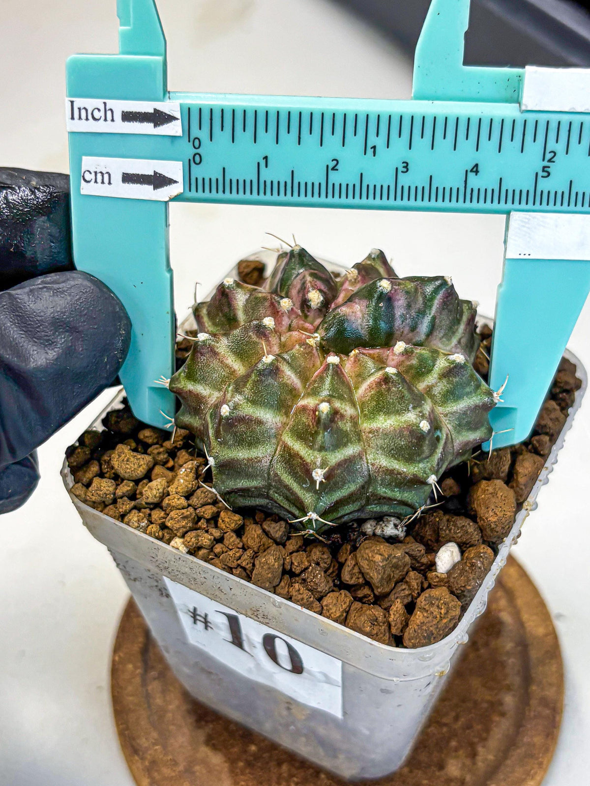 Gymnocalycium Neon (gy16) (10) | Variegated cactus