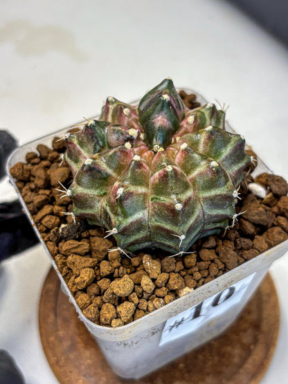 Gymnocalycium Neon (gy16) (10) | Variegated cactus