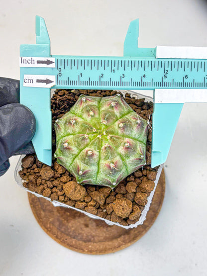 Gymnocalycium Neon (gy16) (11) | Variegated cactus