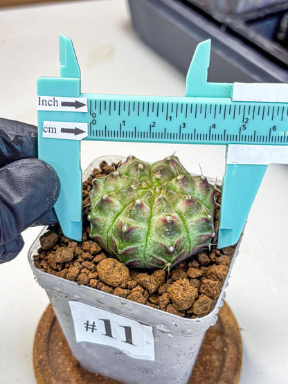 Gymnocalycium Neon (gy16) (11) | Variegated cactus