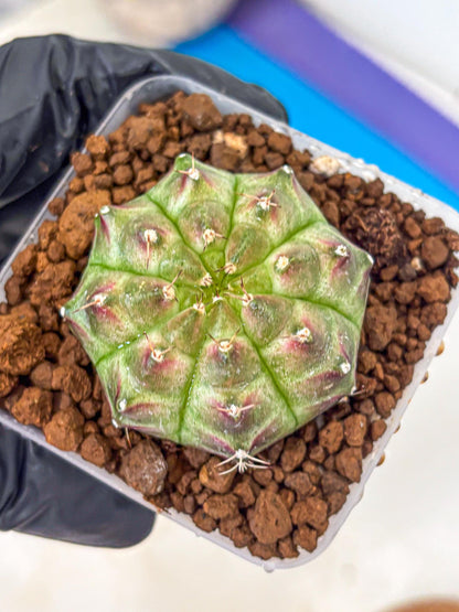 Gymnocalycium Neon (gy16) (11) | Variegated cactus