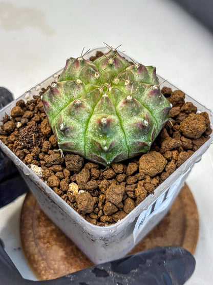 Gymnocalycium Neon (gy16) (11) | Variegated cactus