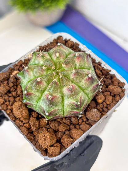 Gymnocalycium Neon (gy16) (11) | Variegated cactus
