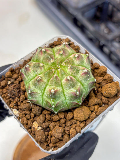 Gymnocalycium Neon (gy16) (11) | Variegated cactus