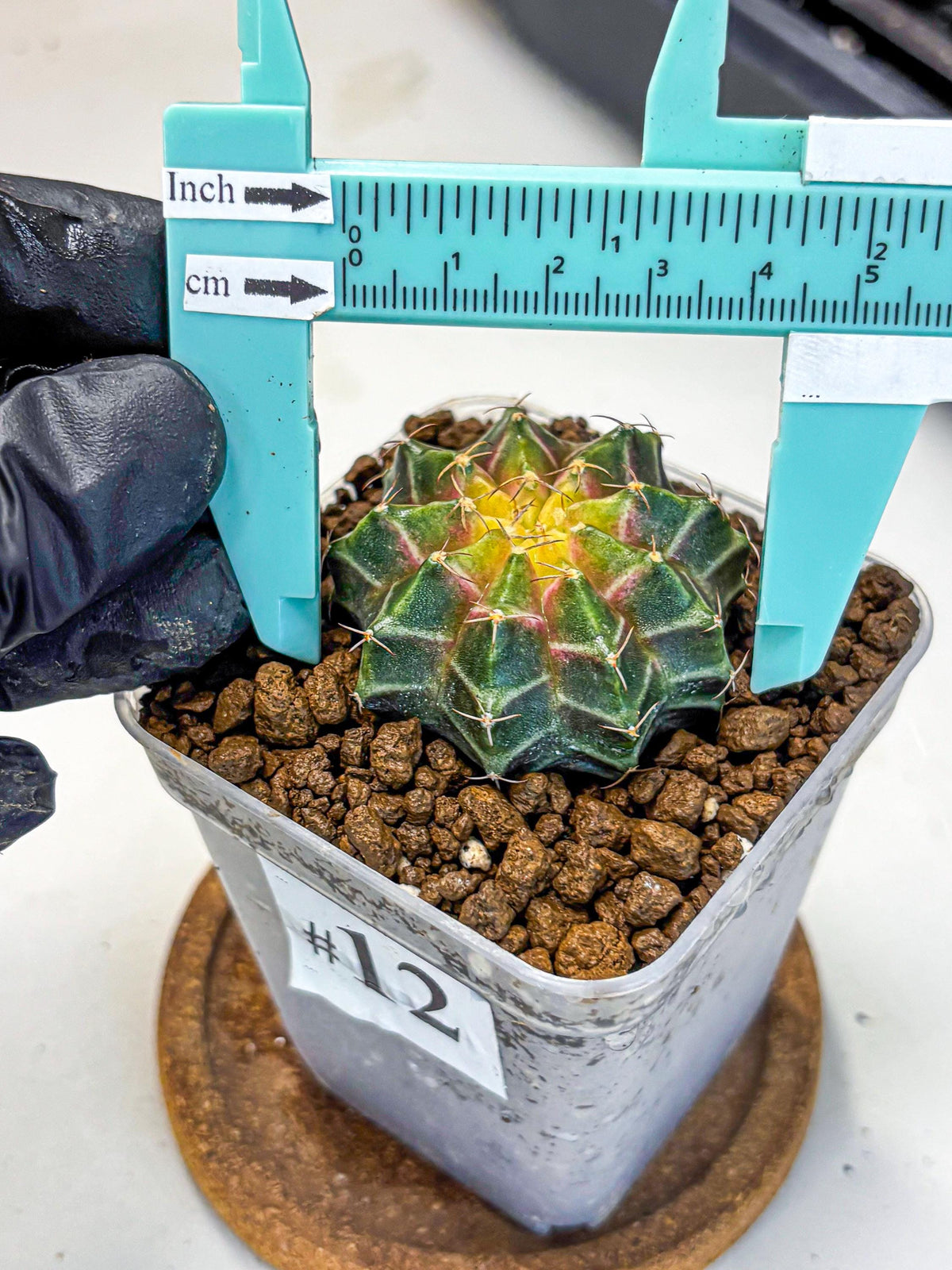 Gymnocalycium Neon (gy16) (12) | Variegated cactus