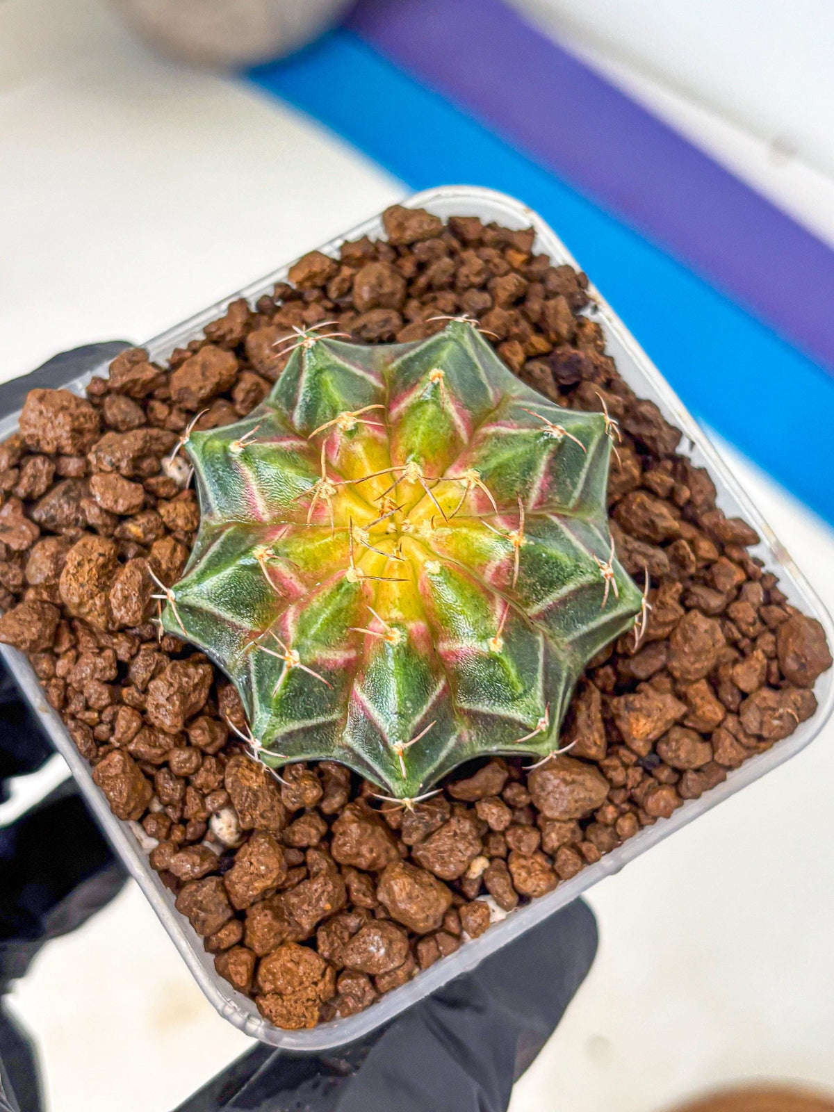 Gymnocalycium Neon (gy16) (12) | Variegated cactus