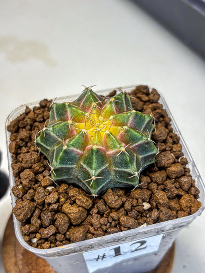 Gymnocalycium Neon (gy16) (12) | Variegated cactus