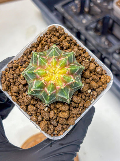 Gymnocalycium Neon (gy16) (12) | Variegated cactus
