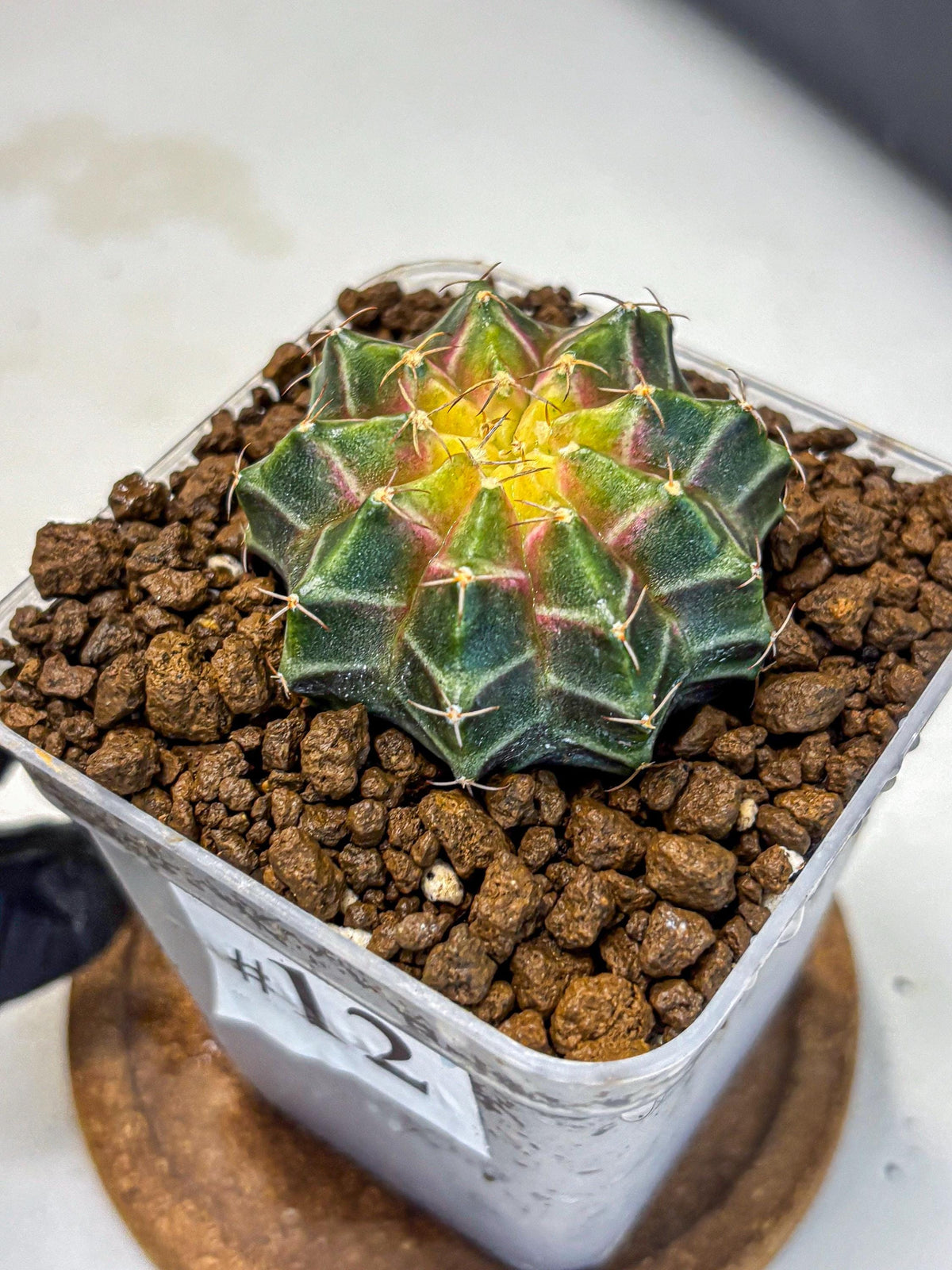 Gymnocalycium Neon (gy16) (12) | Variegated cactus